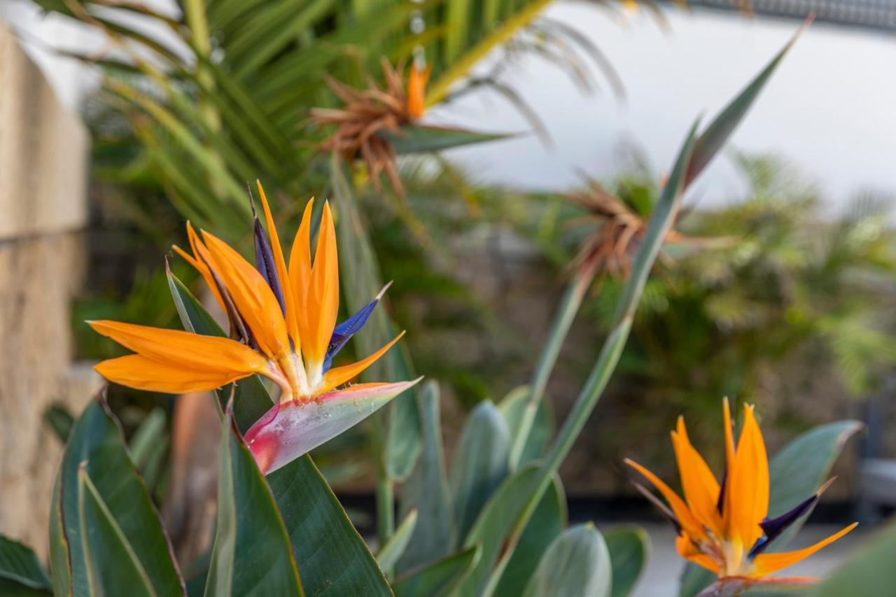 Medano4You The Strelitzia Holiday Home El Médano Buitenkant foto
